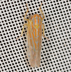 Calamotettix taeniatus