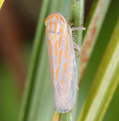 Calamotettix taeniatus
