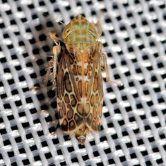 Errastunus ocellaris