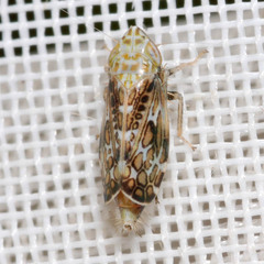 Errastunus ocellaris