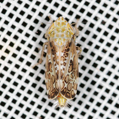Errastunus ocellaris