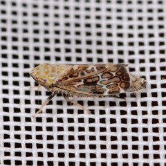 Errastunus ocellaris