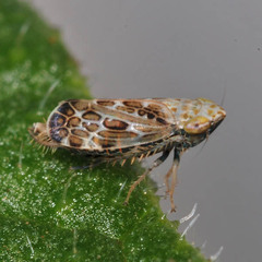 Errastunus ocellaris