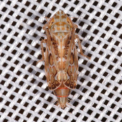Errastunus ocellaris
