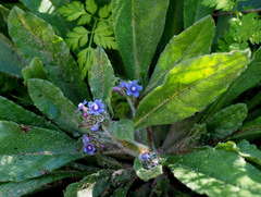 Anchusa aggregata