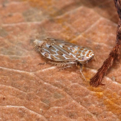 Jassargus