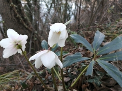 Helleborus niger