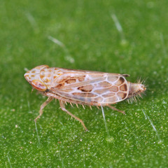 Errastunus ocellaris
