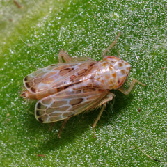 Errastunus ocellaris
