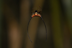 Macracantha arcuata