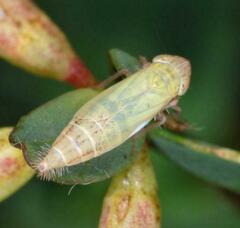 Henschia