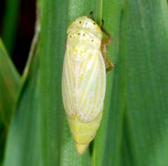 Graphocraerus ventralis