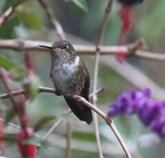 Selasphorus flammula