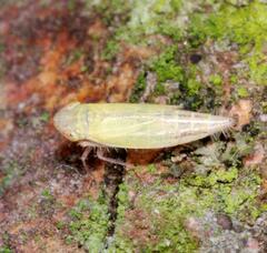 Henschia