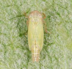 Henschia