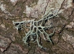 Ramalina farinacea