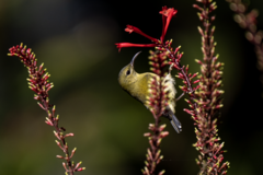 Aethopyga christinae