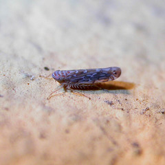 Paralimnus phragmitis