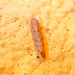 Paralimnus phragmitis