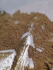 Paracercion calamorum