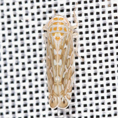 Paralimnus phragmitis