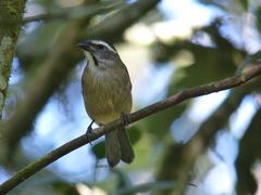 Saltator similis