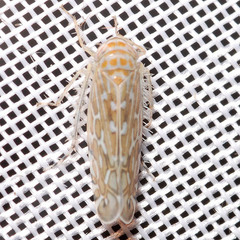 Paralimnus phragmitis