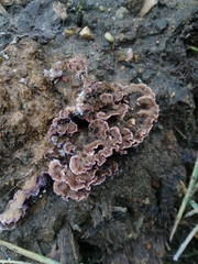 Chondrostereum purpureum