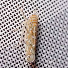 Paralimnus phragmitis