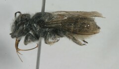 Megachile montivaga