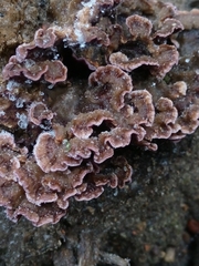 Chondrostereum purpureum