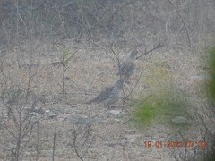 Ortygornis pondicerianus