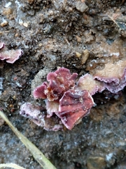 Chondrostereum purpureum