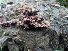 Chondrostereum purpureum