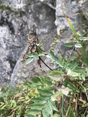 Hedysarum hedysaroides