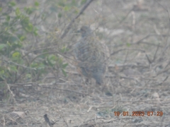 Ortygornis pondicerianus