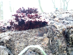 Chondrostereum purpureum