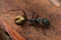 Camponotus suffusus bendigensis
