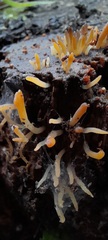 Calocera fusca