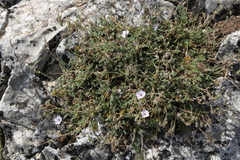 Erodium saxatile