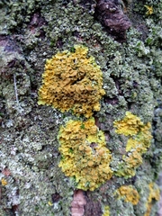 Xanthoria parietina