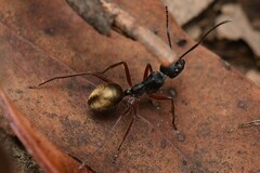 Camponotus suffusus bendigensis