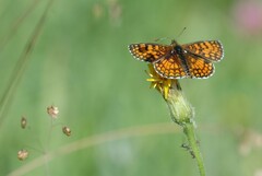 Melitaea deione