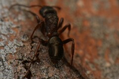 Rhytidoponera tasmaniensis