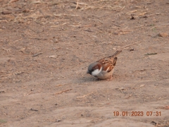 Passer domesticus