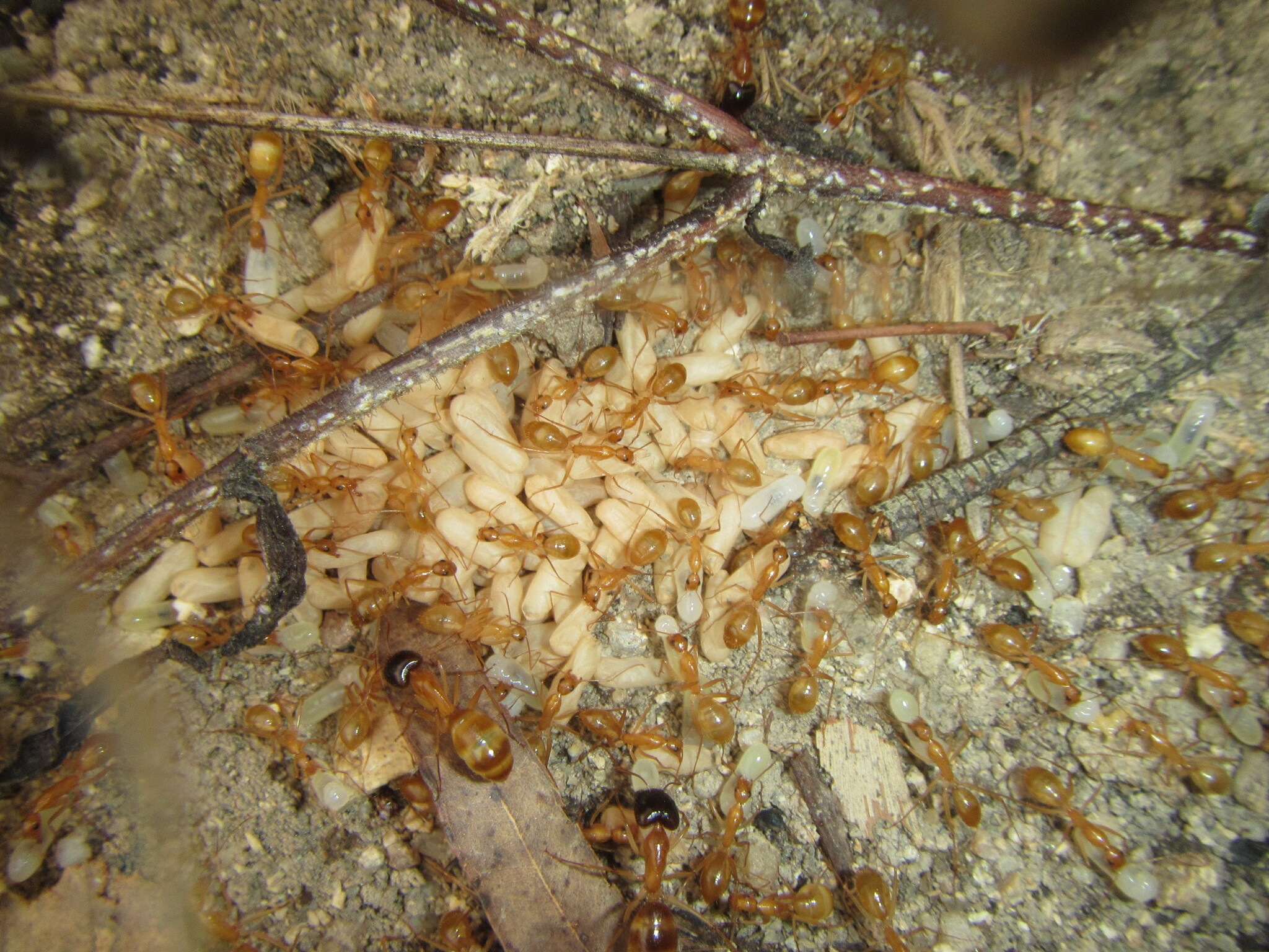 Camponotus extensus