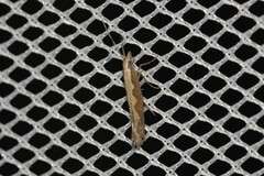 Plutella xylostella-australiana