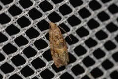 Lobesia transtrifera
