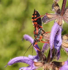 Rhynocoris iracundus