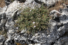 Erodium saxatile